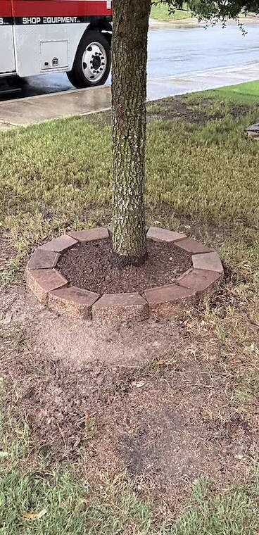 Tree ring after cleanup with an even circular border and clean soil