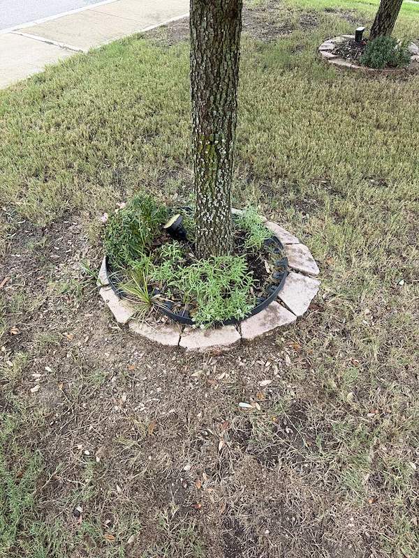 Tree ring before cleanup with weeds, loose stones, and an uneven border