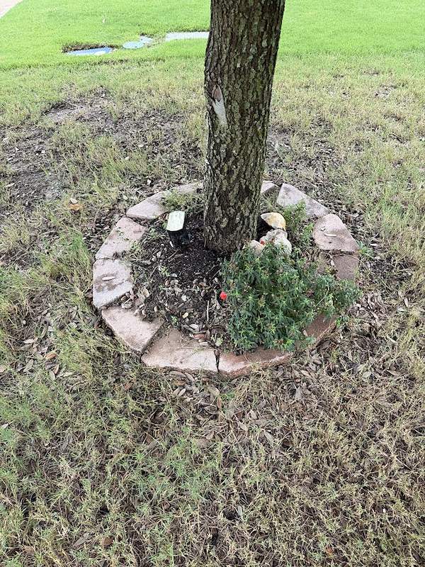 Tree ring before cleanup with overgrown plants, rocks, and leaf debris