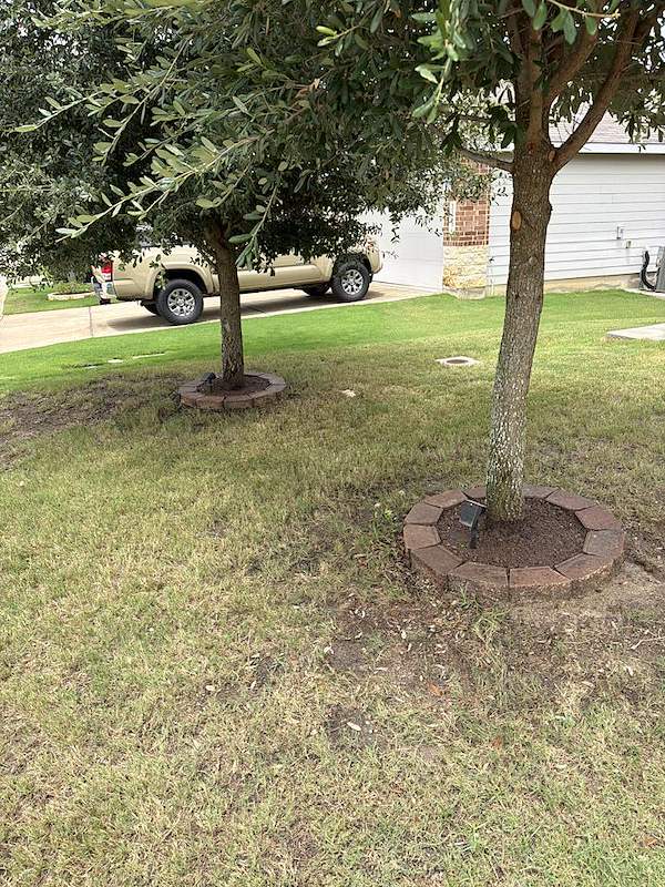 Finished front yard showing two cleaned and matching tree rings